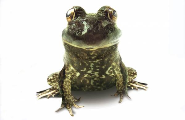 Photograph Tony Garcia Frog on One Eyeland