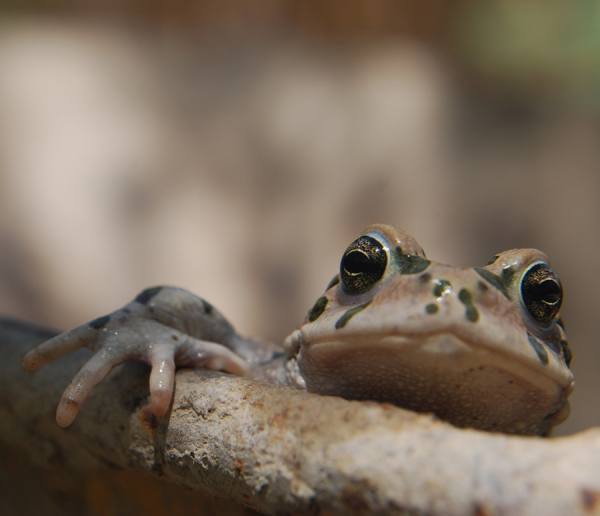 Photograph Banafsheh Nazemzadeh Frog In Iran on One Eyeland