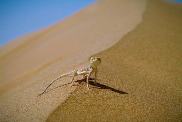 Photograph David Taylorbramley Gekko on One Eyeland