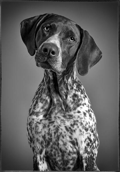 Photograph Lennette Newell German Shorthair Portrait on One Eyeland