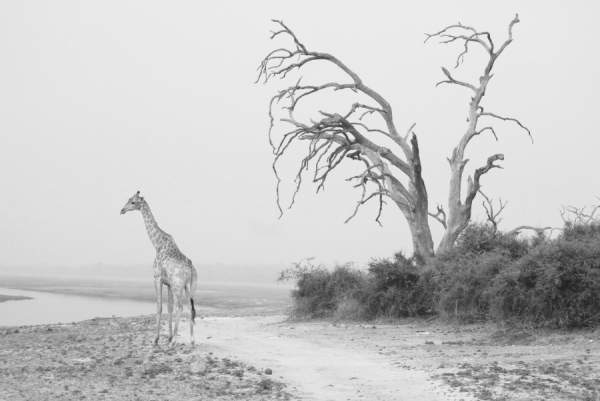 Photograph Annabel Vere Giraffe Botswana on One Eyeland