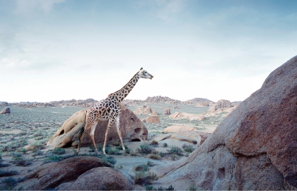 Photograph William Huber Giraffe on One Eyeland