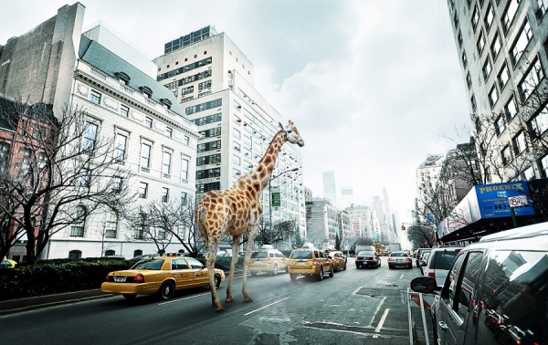 Photograph Serge Akinto Giraffe In Ny on One Eyeland