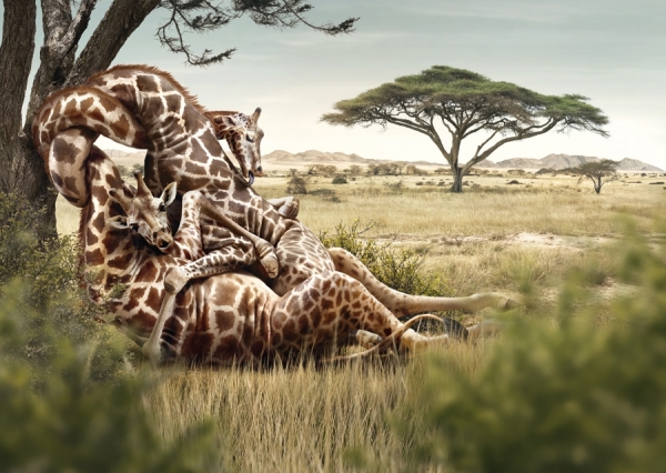 Photograph Garrigosa  Giraffes on One Eyeland