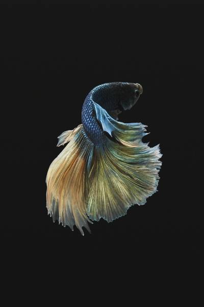 Photograph Anh Ho Gold Copper Halfmoon Fighting Fish on One Eyeland