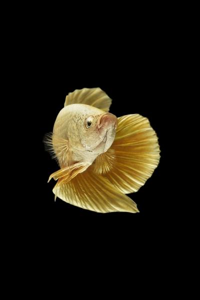 Photograph Anh Ho Gold Dragon Fighting Fish on One Eyeland