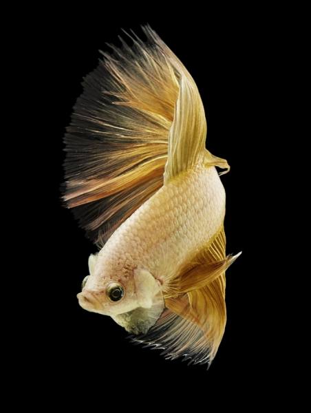 Photograph Anh Ho Gold Dragon Halfmoon Fighting Fish on One Eyeland