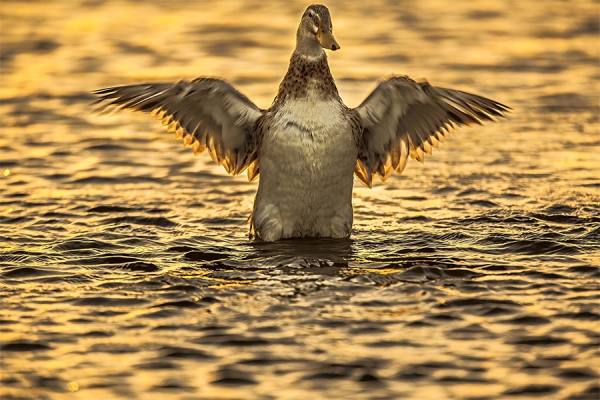 Photograph Jackson Carvalho Golden Duck on One Eyeland