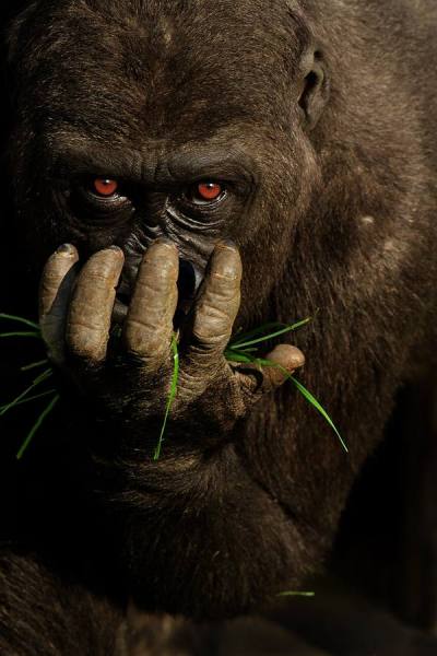 Photograph Ozkan Ozmen Gorilla Says Give My Green Back on One Eyeland