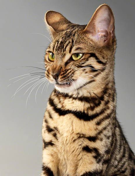 Photograph Lennette Newell Got Attitude on One Eyeland