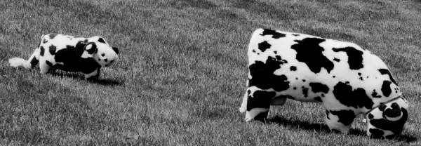Photograph George Gewinner Grazing Till Stuffed on One Eyeland