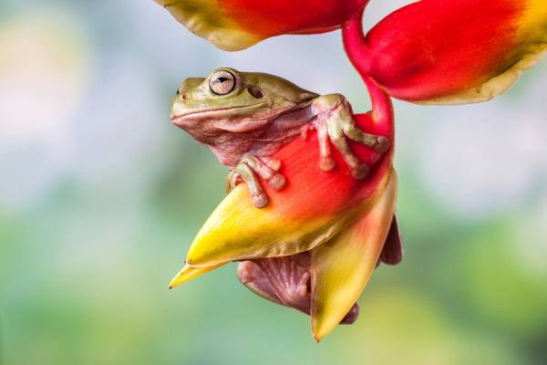 Photograph Lessy Sebastian Hanging Frog on One Eyeland