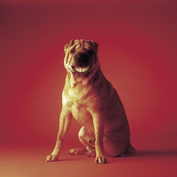 Photograph Jamie Macfadyen Happy Pooch on One Eyeland