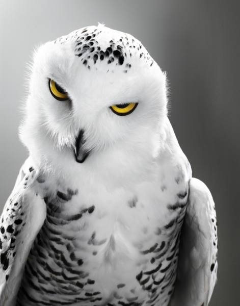 Photograph Christian Tremblay Harfang on One Eyeland