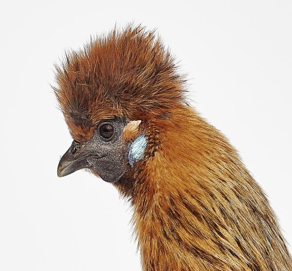 Photograph Murray Laidlaw Rescue Hen No 7 on One Eyeland