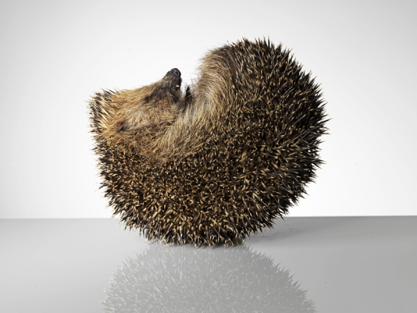 Photograph Owen Smith Hedgehog on One Eyeland