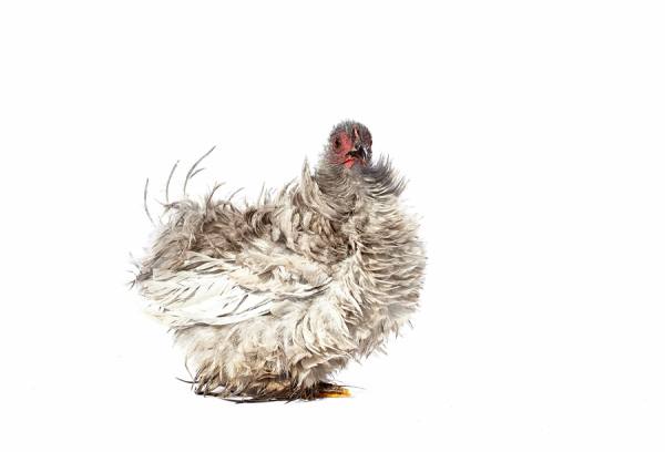 Photograph Murray Laidlaw Rescue Hen No 9 on One Eyeland