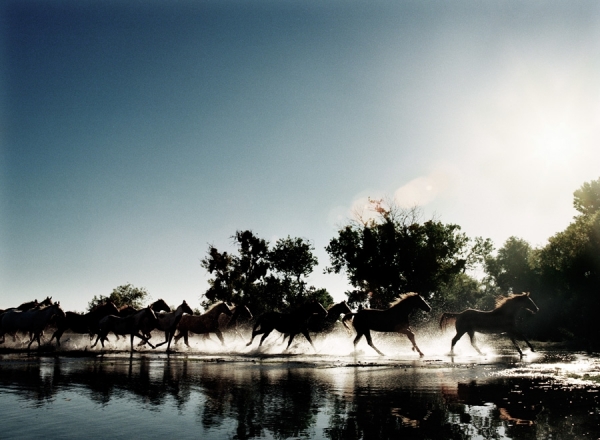 Photograph Margaret Malandruccolo Herd on One Eyeland