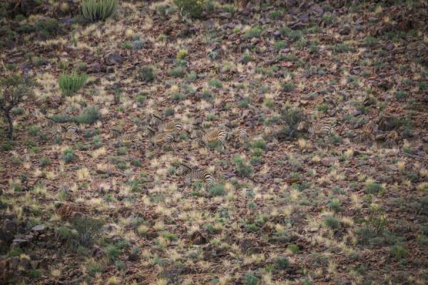 Photograph Joe Standart Hiding Zebras on One Eyeland