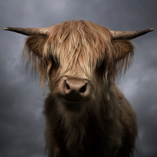Photograph David Boni Highland Cow on One Eyeland