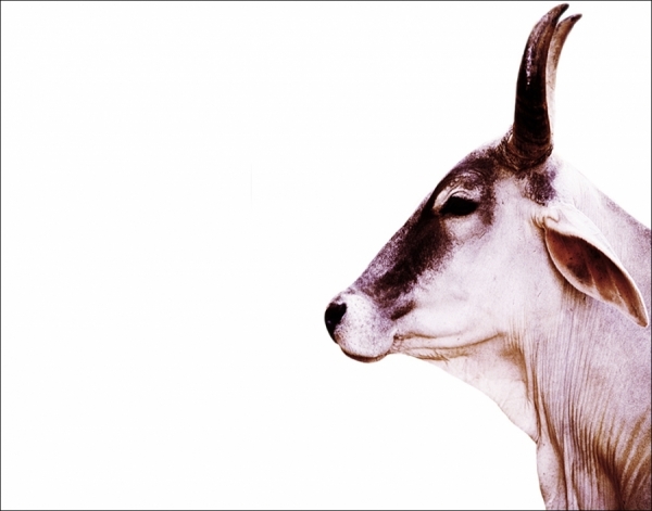 Photograph Wilhelm Scholz Holy Cow on One Eyeland
