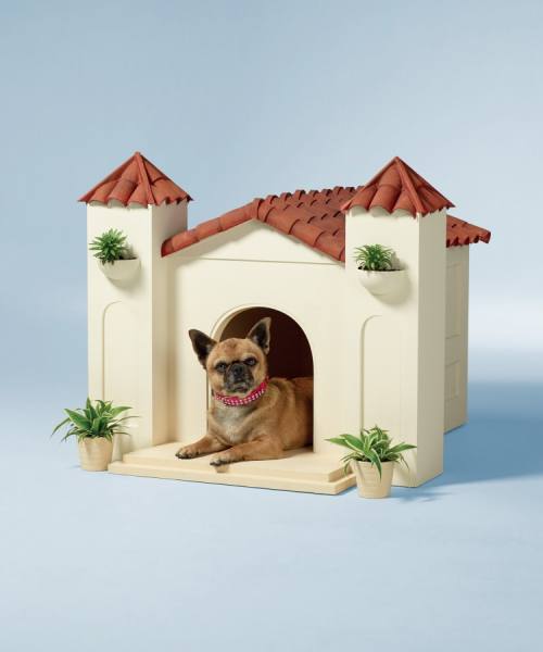 Photograph Tal Silverman Home Buyers Best Friend Chihuahua on One Eyeland