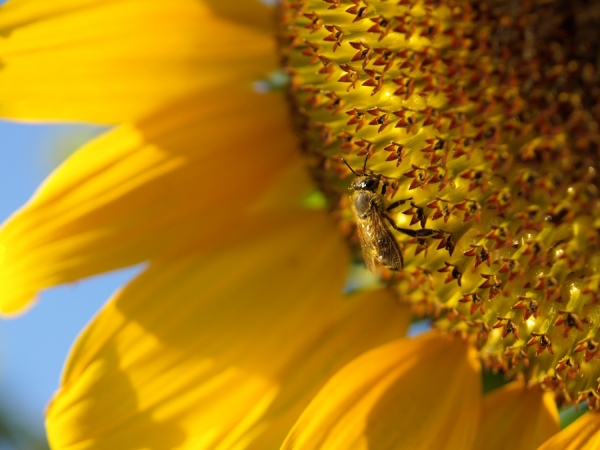 Photograph Luka Simunjak Honey Bee on One Eyeland