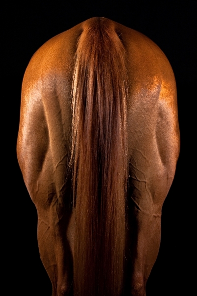 Photograph Damiano Verdiani Horse on One Eyeland