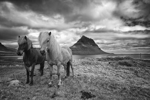 Photograph Tim Vollmer Horses In Iceland on One Eyeland