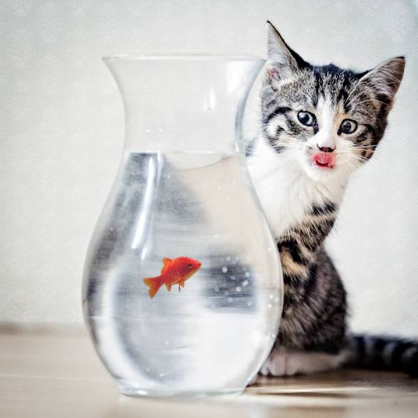Photograph Anita Meezen Hungry on One Eyeland