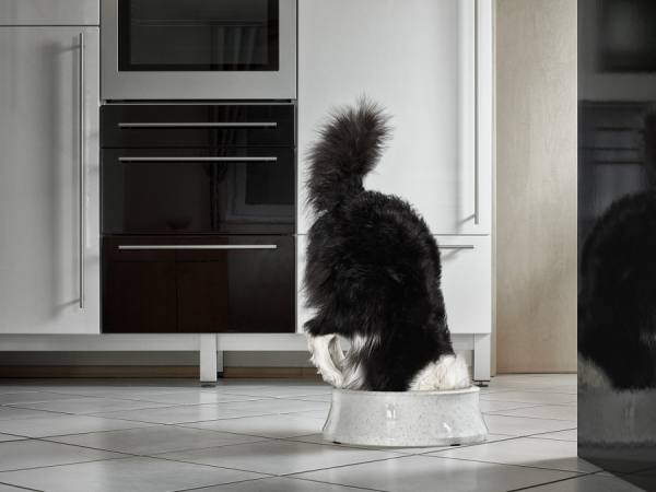 Photograph Andreas Fitzner Hungry Dog 1 on One Eyeland