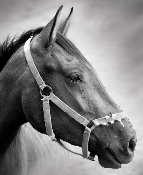Photograph Juan De Villalba Inseparables on One Eyeland