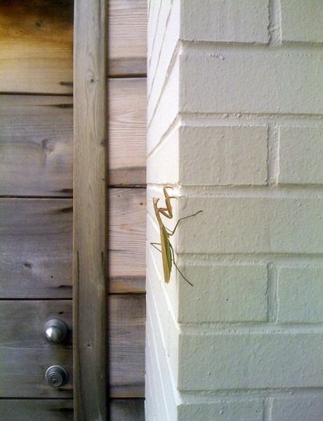 Photograph Max Hirshfeld Mantis on One Eyeland