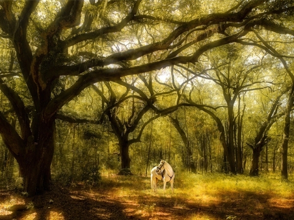 Photograph Jimmy Williams Island Horse on One Eyeland