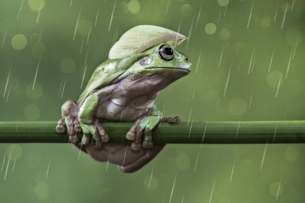 Photograph Lessy Sebastian It Is A Rainy Days on One Eyeland