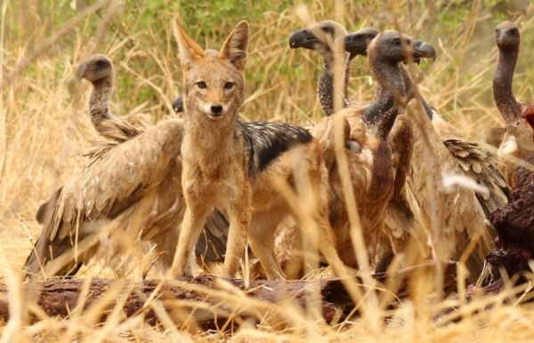Photograph Walter Jubber Jackal And Vultures At A Fallen Elephant Carcass on One Eyeland