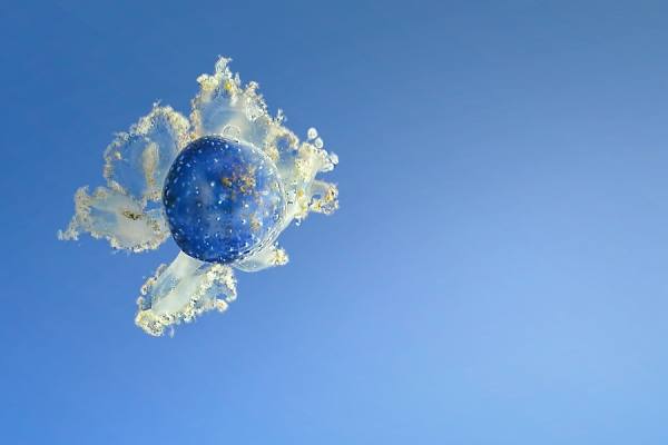 Photograph Paula Loonen Jelly on One Eyeland