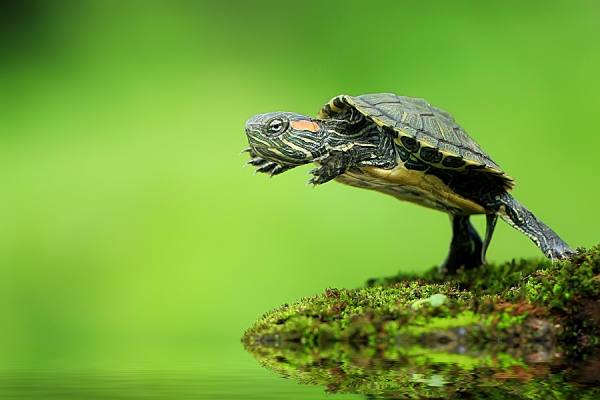 Photograph Iwan Susanto Jumping Turtle on One Eyeland