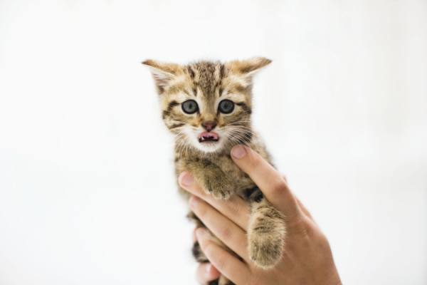 Photograph Jim Erickson Kitten Being Held Up on One Eyeland
