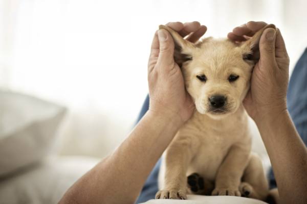 Photograph Jim Erickson Labrador Puppy on One Eyeland