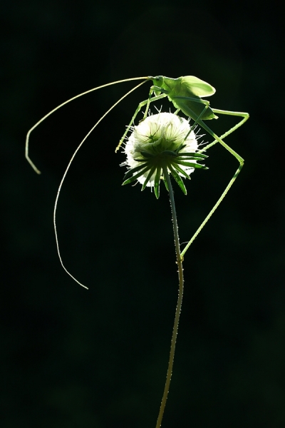 Photograph Mehmet Karaca Lamba on One Eyeland