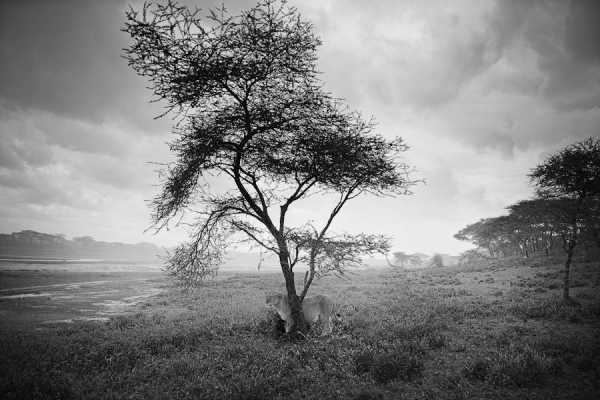 Photograph Andy Mahr Lion And Tree on One Eyeland