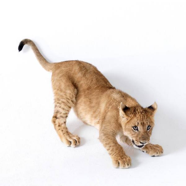 Photograph Lennette Newell Lion Cub on One Eyeland