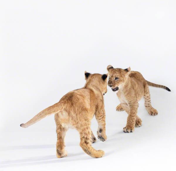 Photograph Lennette Newell Lion Cubs on One Eyeland
