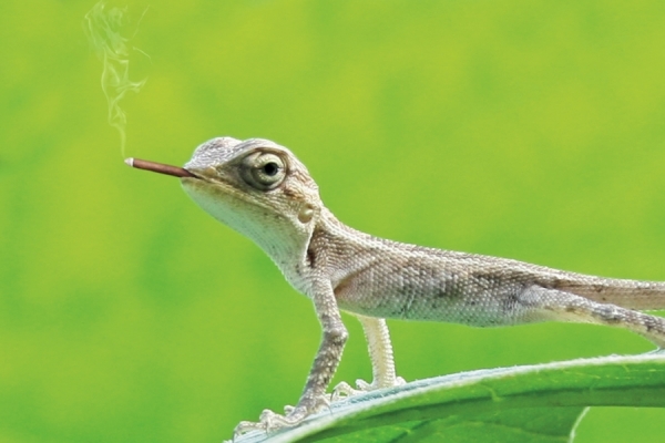 Photograph Gopi Prasannaa Lizzy on One Eyeland