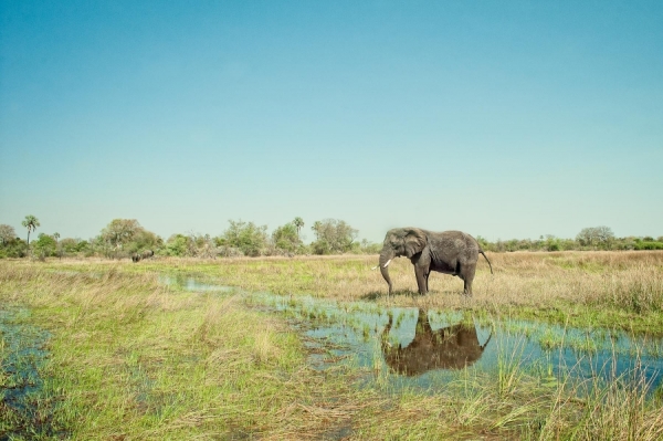 Photograph Justin Carrasquillo Lone Elephant on One Eyeland