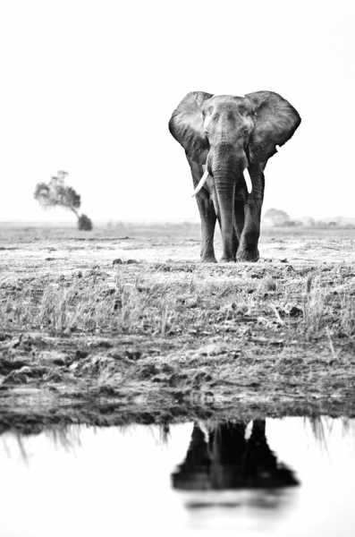 Photograph Ben Mcrae Lone Fella on One Eyeland
