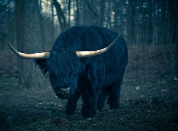 Photograph Carl Tremblay Long Horn Long Hair on One Eyeland