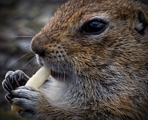 Photograph George Gewinner Lunchtime Fries on One Eyeland