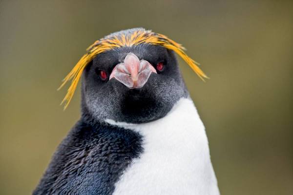 Photograph Michael Poliza Macaroni Penguin Portrait on One Eyeland